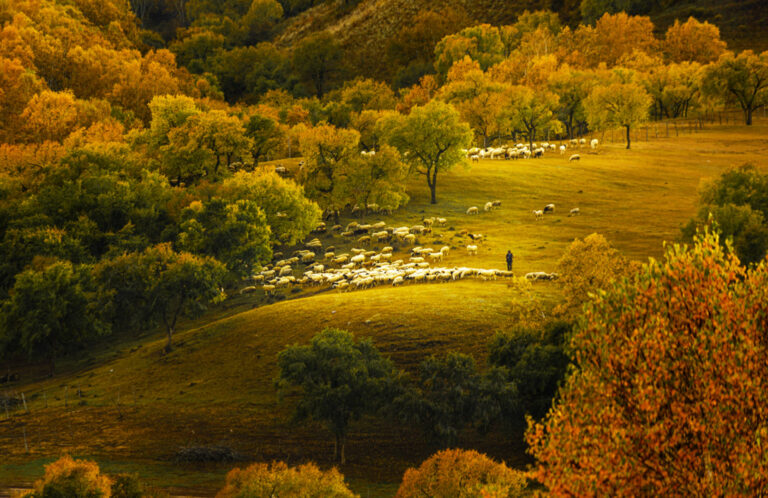 Dai Ruyu - Splendid-Autumn